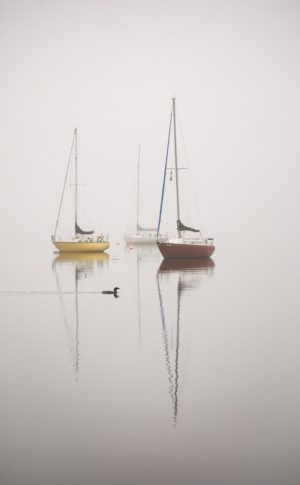 three anchored sailboats reflect on calm water as Loon paddles past
