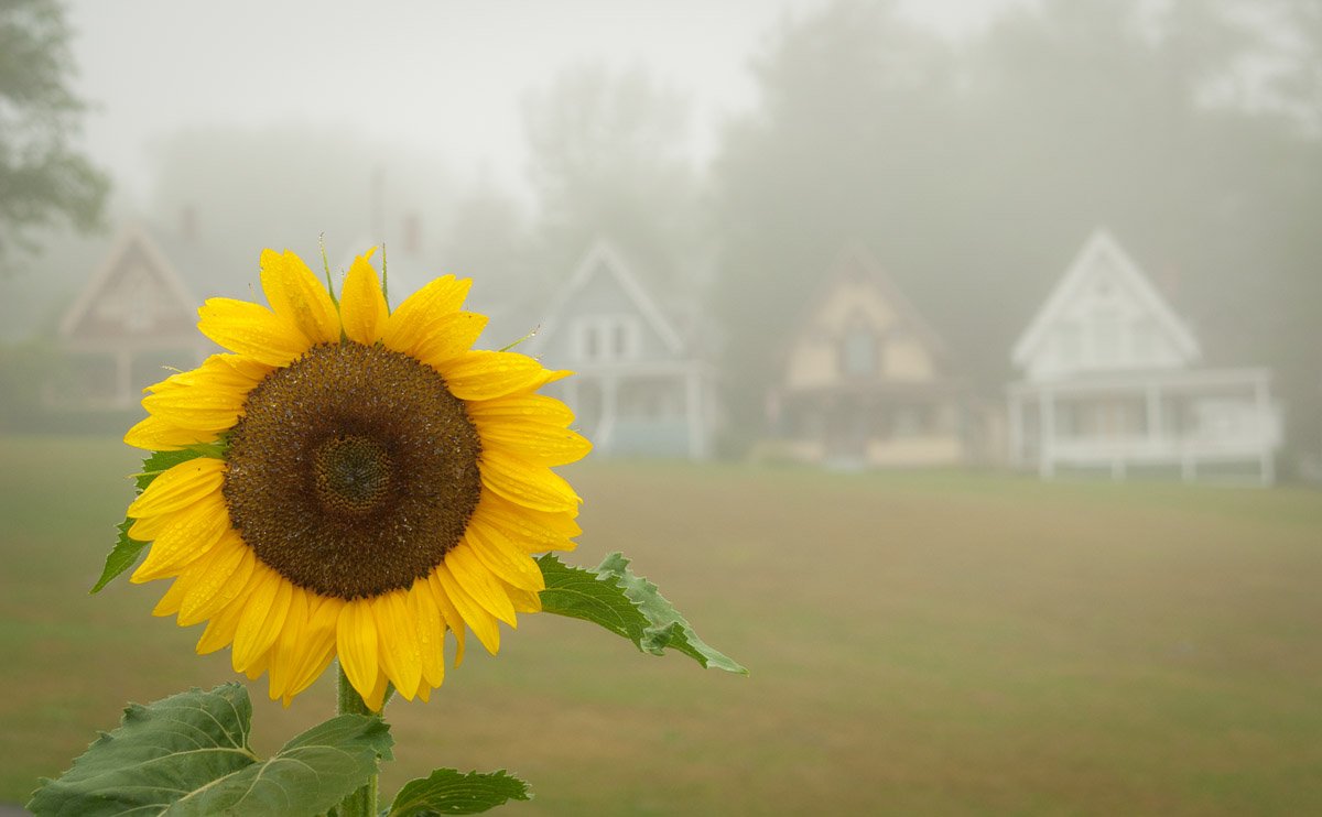 bright yellow sunflower with Victorian cottages in background on a foggy morning