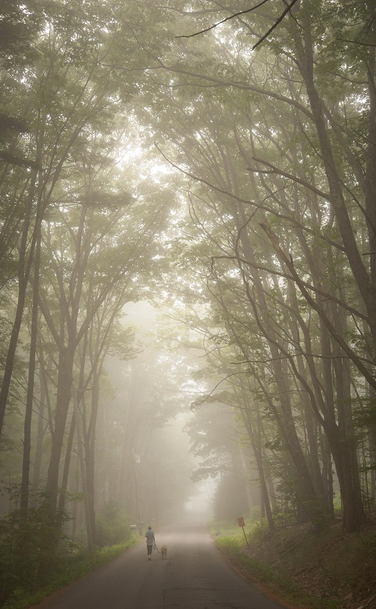 Woman walks dog under arching trees, foggy morning