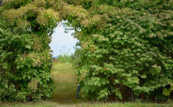 Arched opening in a tall green hedge gives a glimpse of a garden and the bay beyond