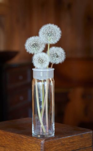 four puffy dandelions arranged in a glass apothecary jar