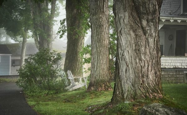 two weathered white Adirondack chairs nestled between large tree trunks