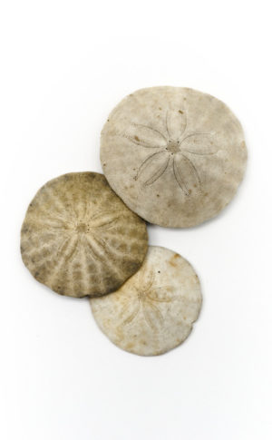 Beach Currency