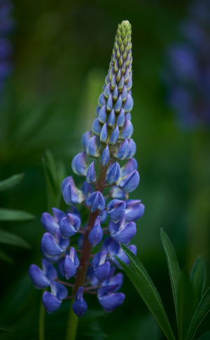 Lupine, Herald of Summer