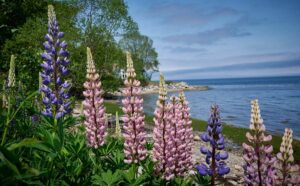 Lupine, Kelly Cove